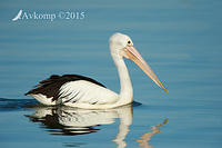 pelican 4645