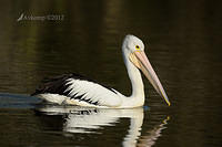 pelican 4821.jpg