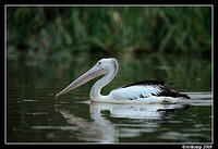 pelican3687.jpg
