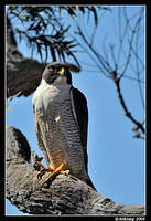 peregrine falcon  4563.jpg