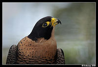 peregrine falcon 2141.jpg