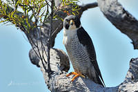 peregrine falcon 4312 dlite.jpg