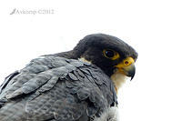peregrine falcon 5391.jpg