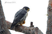 peregrine falcon 5410.jpg