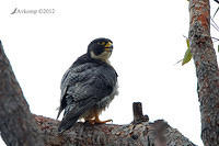 peregrine falcon 5413.jpg