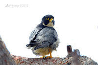 peregrine falcon 5420.jpg