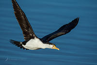 pied cormorant 0185