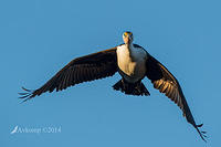 pied cormorant 16070.jpg