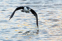 pied cormorant 16074.jpg