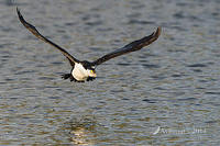 pied cormorant 16406.jpg