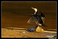 pied cormorant 4_001.jpg