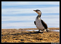 pied cormorant 8.jpg
