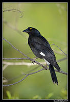 pied currawong 6398.jpg