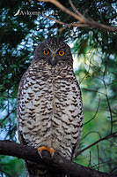 powerful owl  1796.jpg