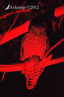 powerful owl  2262.jpg