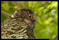 powerful owl  4884 cropped .jpg