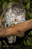 powerful owl 13742.jpg