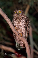 powerful owl 16597.jpg