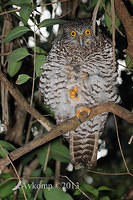 powerful owl 5789.jpg