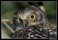 powerful owl 6378.jpg