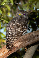 powerful owl 7154.jpg