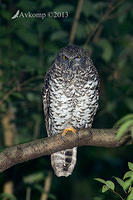 powerful owl 7166.jpg
