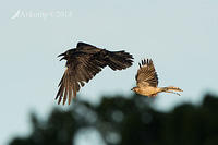 raven and wattle bird 16128.jpg