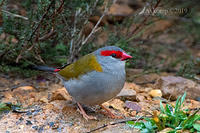 red browed finch 1055