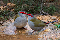 red browed finch 1067