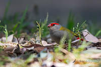red browed finch14490
