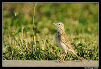 richards pipit  4601.jpg