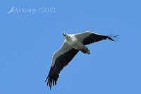 sea eagle  4263.jpg