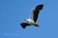 sea eagle  4268.jpg