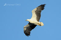 sea eagle  4411.jpg