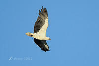 sea eagle  4416.jpg