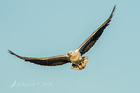 sea eagle 10309