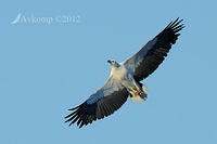 sea eagle 3861.jpg