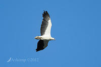 sea eagle 4681.jpg