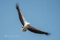 sea eagle 5003