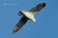 seagull 4010.jpg