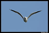 silver gull in flight 1.jpg