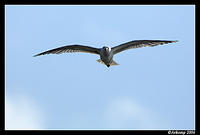 silver gull in flight 11.jpg