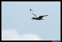 silver gull in flight 4.jpg