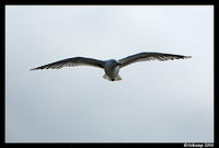 silver gull in flight 9.jpg