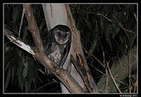 sooty owl  0098.jpg