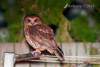 southern boobook 8936.jpg