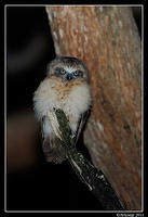 southern boobook chick 1460.jpg