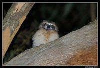 southern boobook chick 1482.jpg