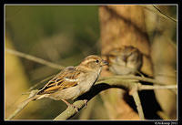 sparrow 0562.jpg