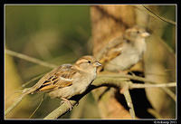 sparrow 0566.jpg